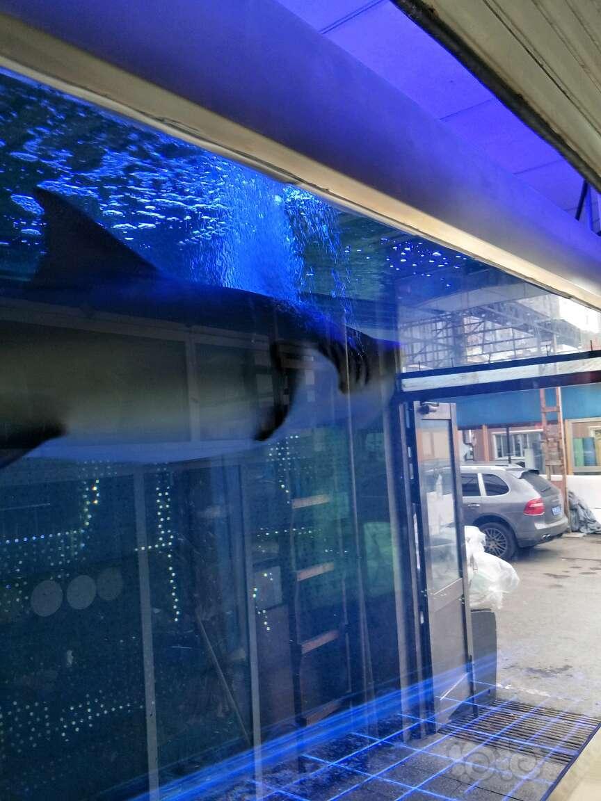 其它准备把缸里草拔拔地方腾开点养条鲨鱼