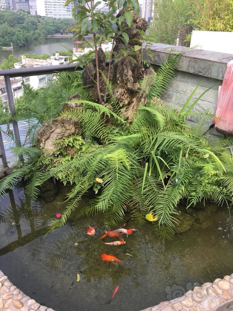 金鱼屋顶鱼池夏天怎么过