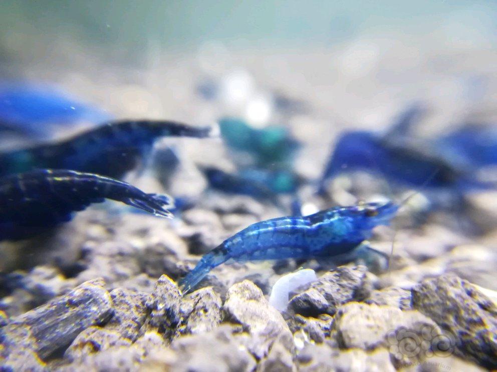 【出售】出售蓝宝石虾-图1