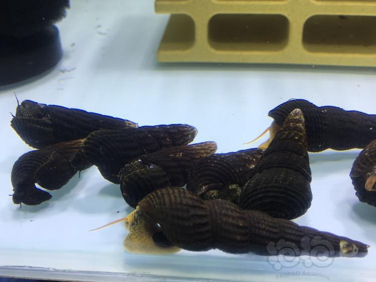出一组苏拉威西兔螺，送苗12只-图6