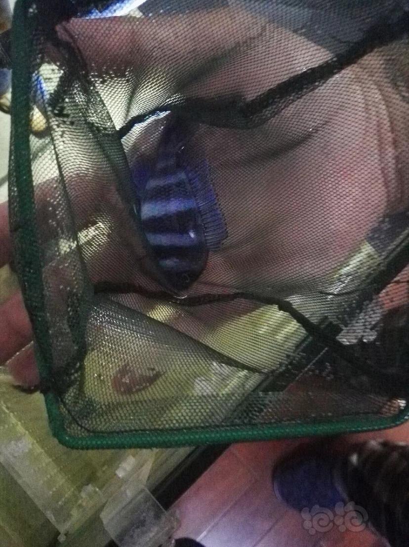 【三湖慈鲷】自己繁殖的萨伊蓝小鱼苗-图6