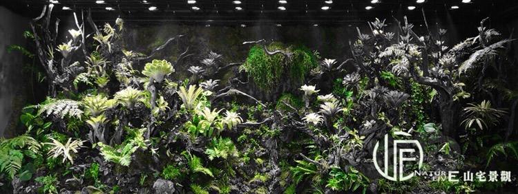 【雨林】六米雨林景观新开-图2