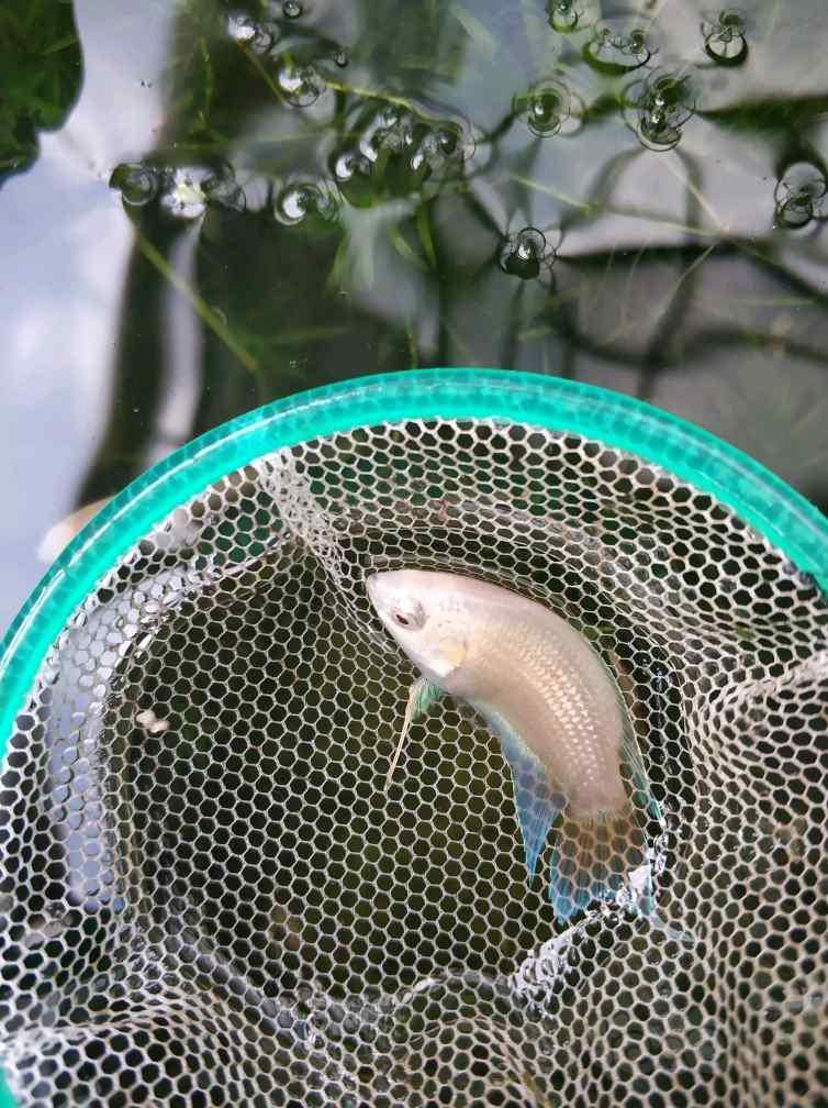 出售斗鱼斗鱼苗