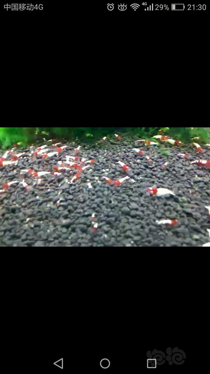 【水晶虾】出售出售～红斑马白背洞头200只左右-图3