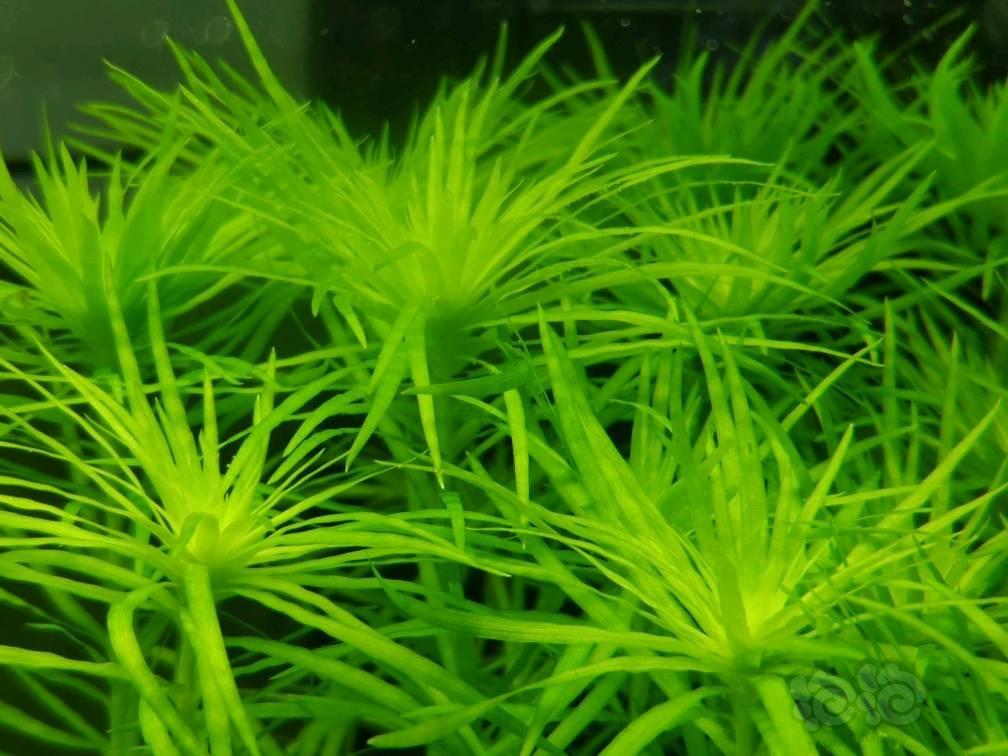 太阳系水草普太宽太古精太阳丝太