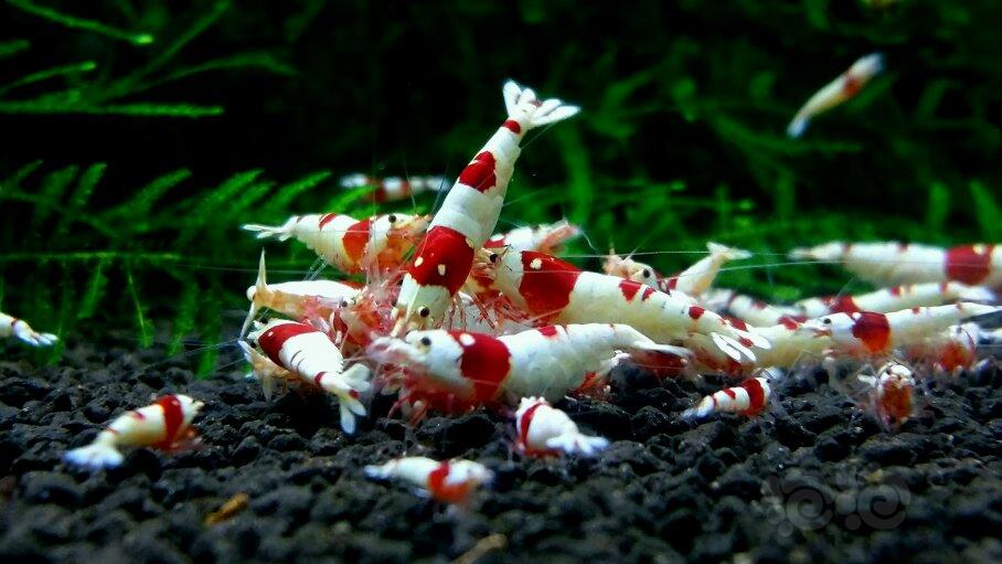 由最珍爱的两个系统红白水晶虾扯出的话题😓😓😓-图4