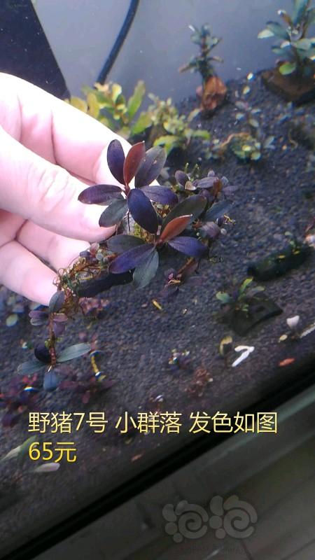 【辣椒榕】【出售】小叶冥王群落 11红单根，发色野猪-图4