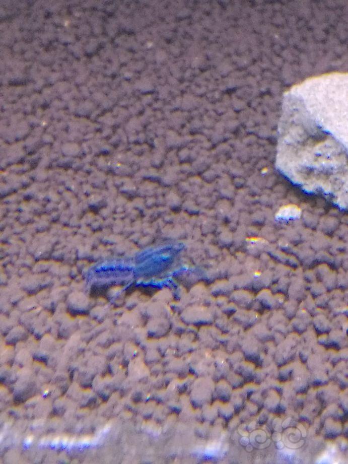 蓝色特萨努侏儒鳌虾-图3