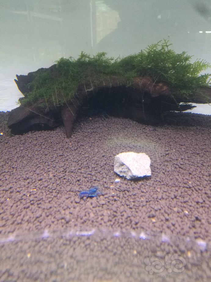 出售特萨努侏儒鳌虾