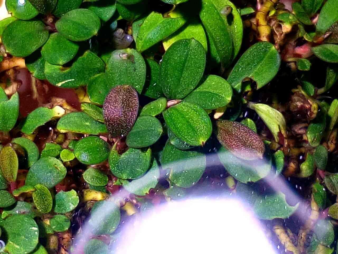 出一丛圆叶. - 泡泡水族