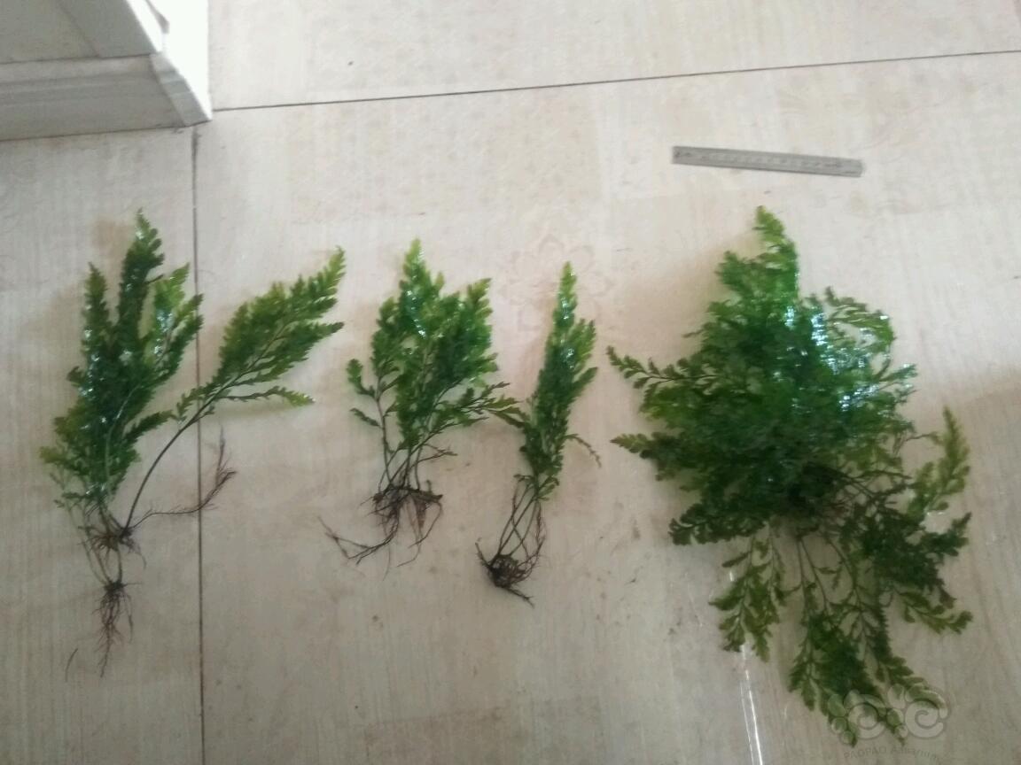 翻缸黑木蕨自绑圣诞莫斯
