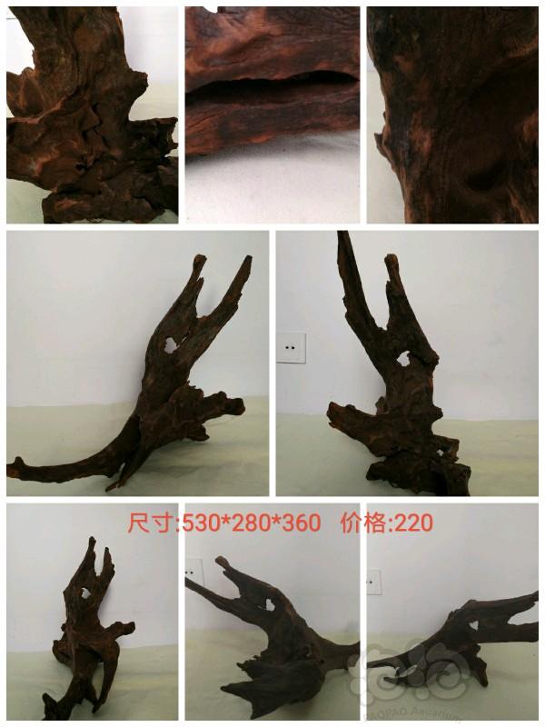 【沉木】长期出售沉木，另出售自家繁殖的小橙兔螺-图5