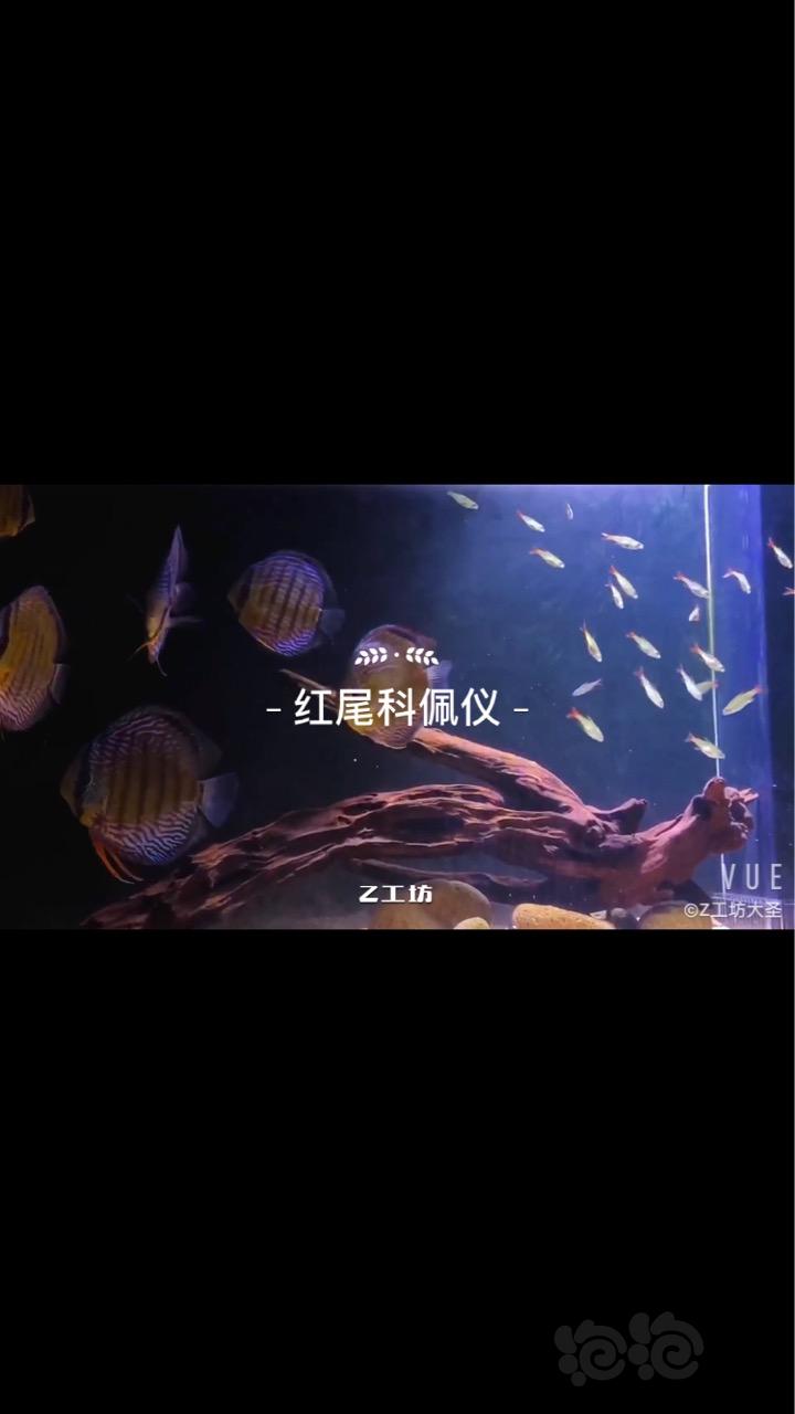 【热带鱼】出红尾科佩依灯鱼-图1