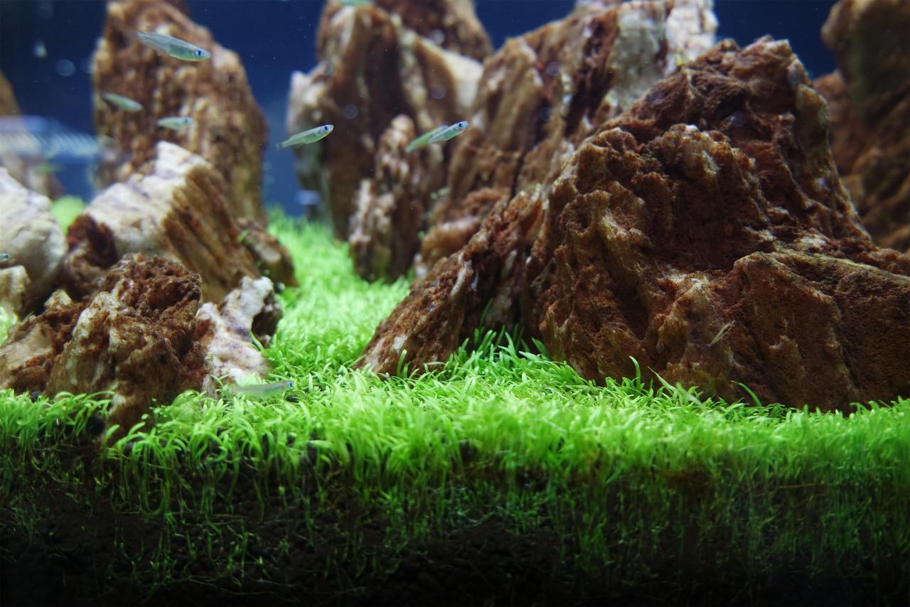 展示下我的一缸挖耳草