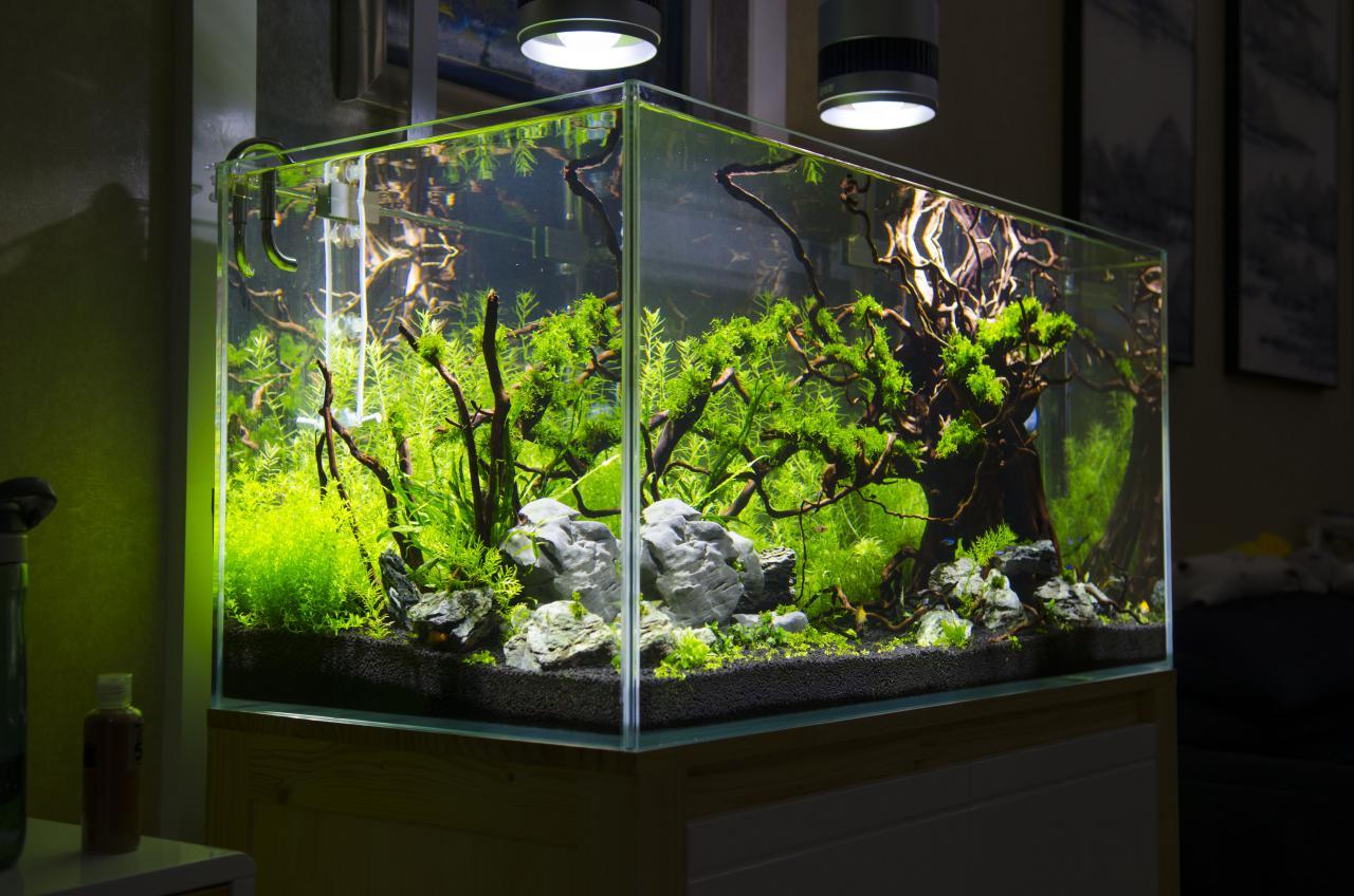 053【泡泡水族第二届造景大赛】万木争荣 - 泡泡水族