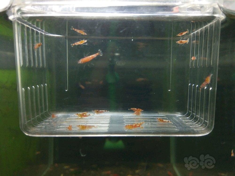 【出售】出一批虎晶虾-图2