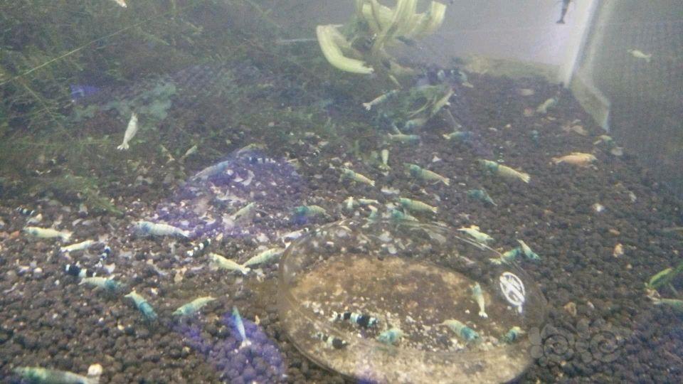 【出售】出一部分蓝面金刚水晶虾-图5