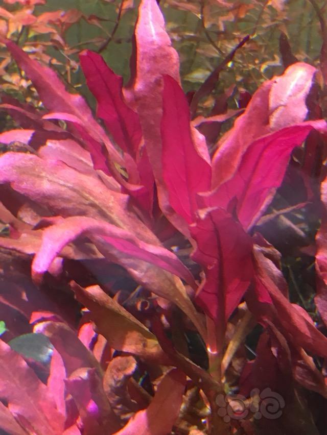 【出售】浙江绍兴出迷你爬地矮，丹麦大红玫瑰，乌苏里聚藻。南美对叶，红丁香，绿丁香-图6