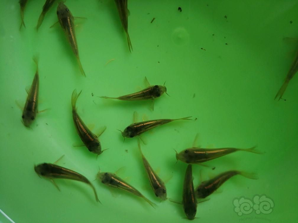 【热带鱼】鱼友价出10条金线金f1鼠鱼-图1