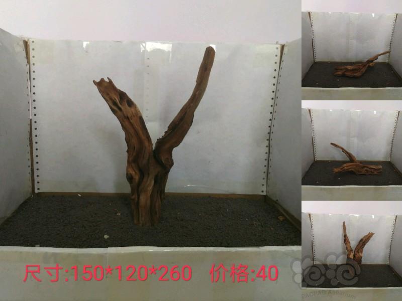 【沉木】长期出售沉木，另出售自家繁殖小橙兔螺-图1