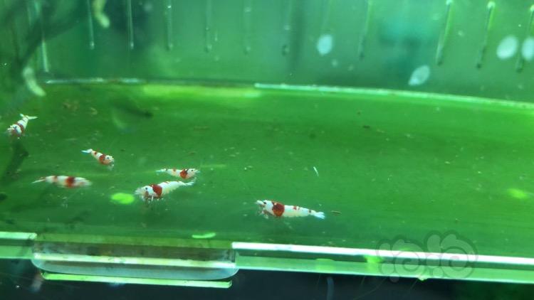 【出售】出售纯血红白水晶虾-图4