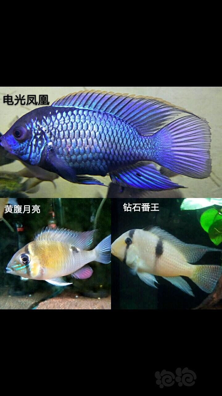 热带鱼南美鱼食土鲷