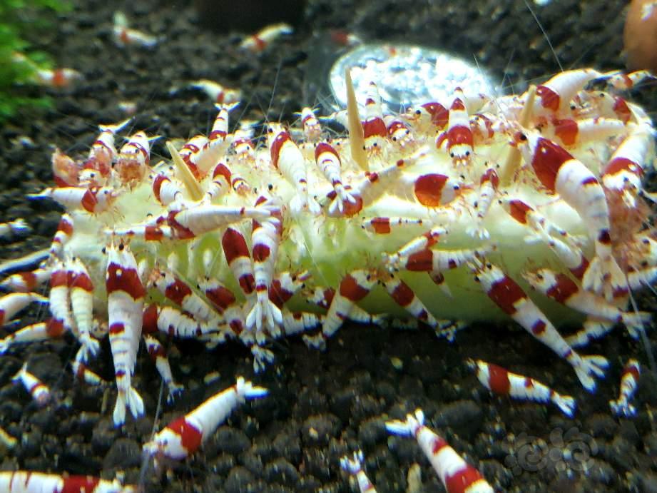 出纯血红白水晶虾-图6
