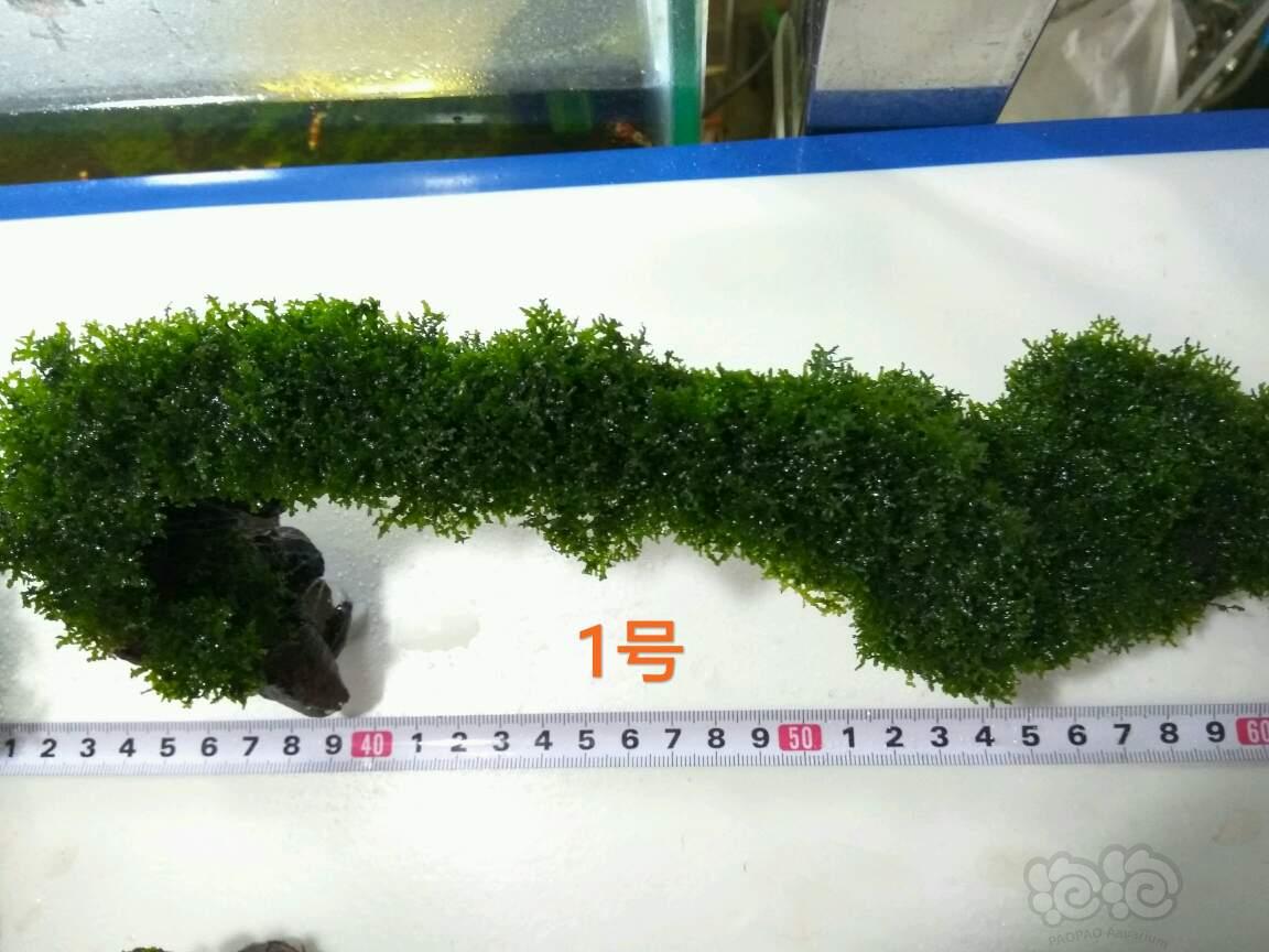【出售】出两块沉木定植珊瑚莫斯 一颗珊瑚莫斯树-图1