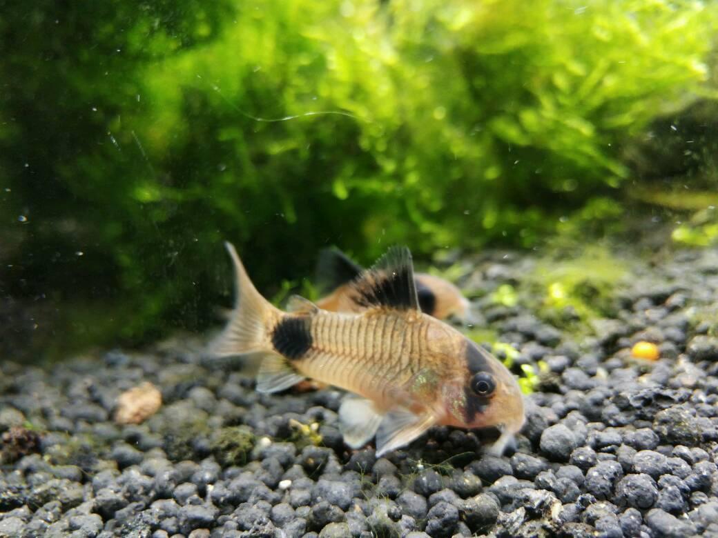 鼠鱼最喜欢憨头憨脑的熊猫鼠养熟了不怕我可以摸