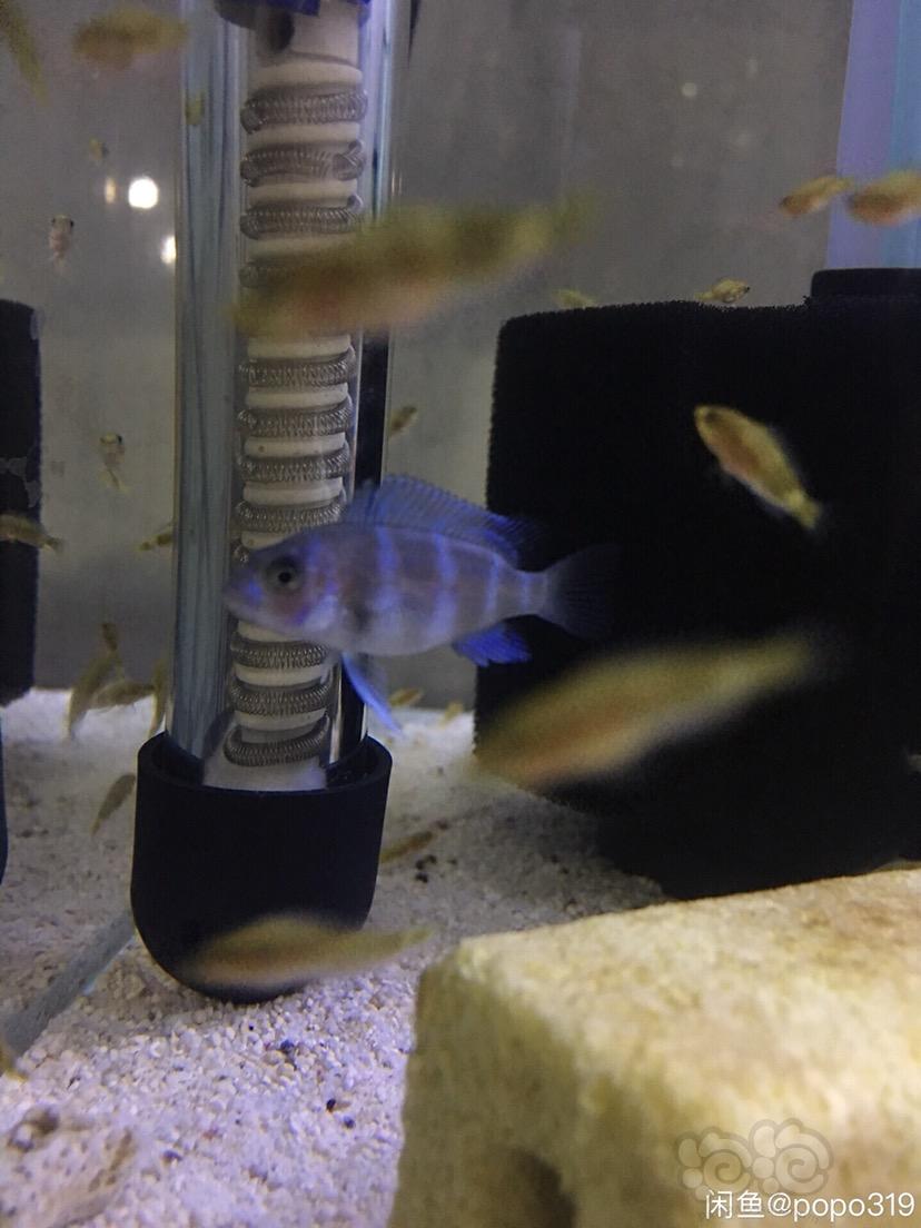 【其它】繁殖的 萨伊蓝小鱼苗-图2