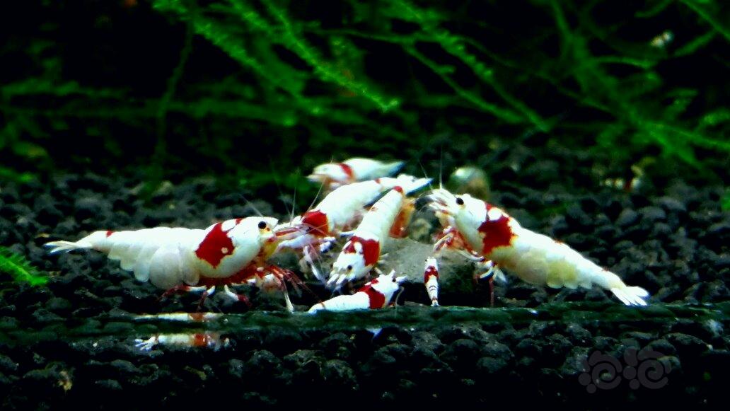 由最珍爱的两个系统红白水晶虾扯出的话题😓😓😓-图1