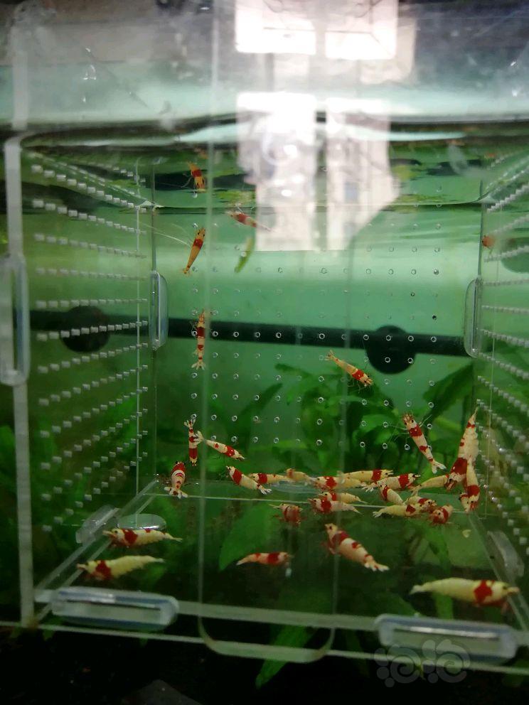 【虾】2018-06-02#RMB拍卖红白淘汰水晶虾30只-图3
