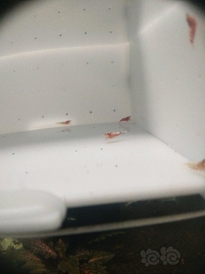 【虾】2018-06-14#RMB拍卖红银河水晶虾5只-图5