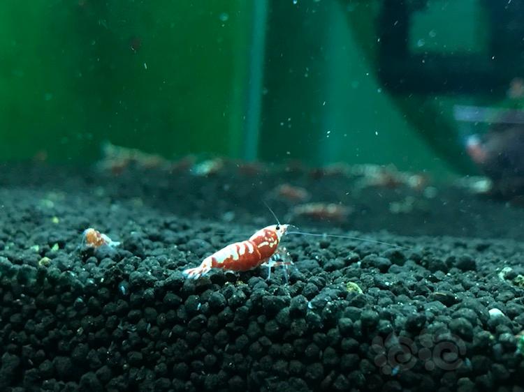 【虾】2018-6-5#RMB拍卖红银河鱼骨4只-图3
