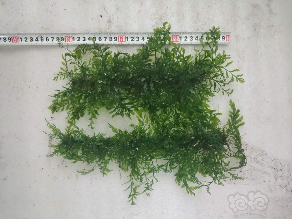 【出售】出售黑幕蕨全长60厘米09霸王-图1