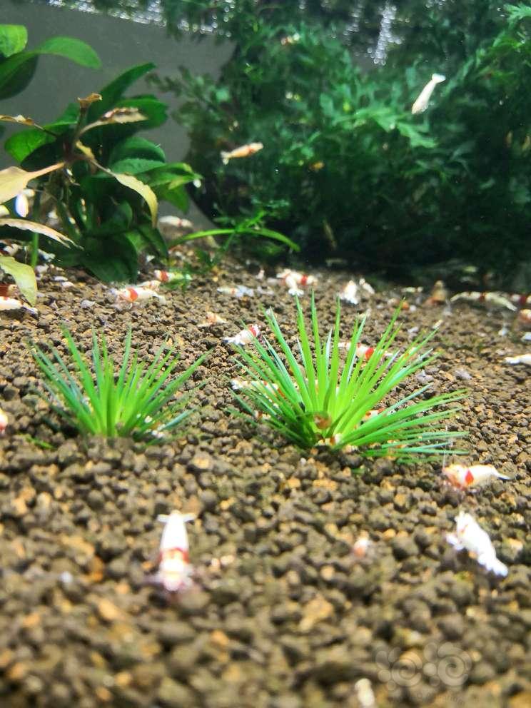 水晶虾与水草并存-图5