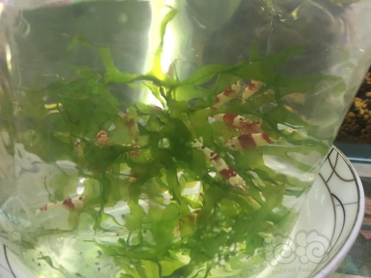 【虾】2018-06-20#RMB拍卖纯血红白水晶虾一组-图1