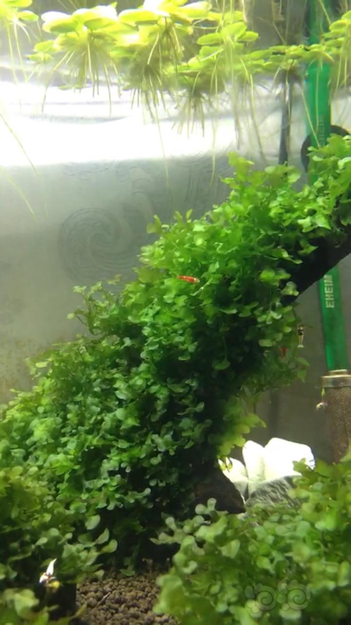 2018623rmb拍卖拍卖怪蕨莫斯一份50克