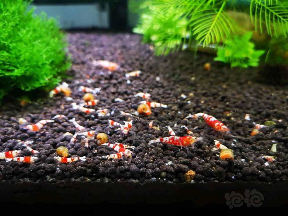 【出售】广东省内出30只花虎打纯血红白出的材料虾-图5