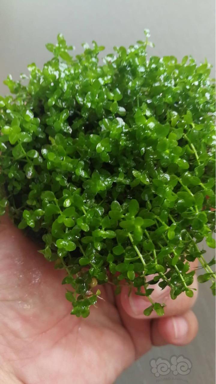 出售趴地水下叶佗草