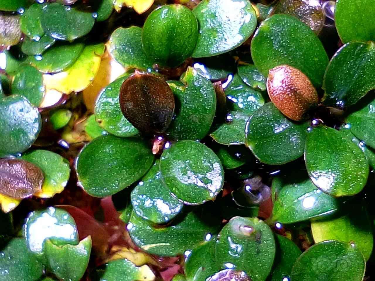 出一丛圆叶. - 泡泡水族