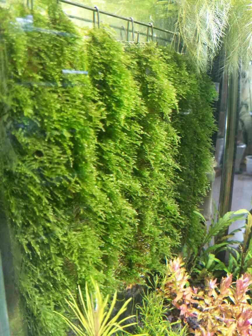 【水草】出售水晶莫斯,开缸草