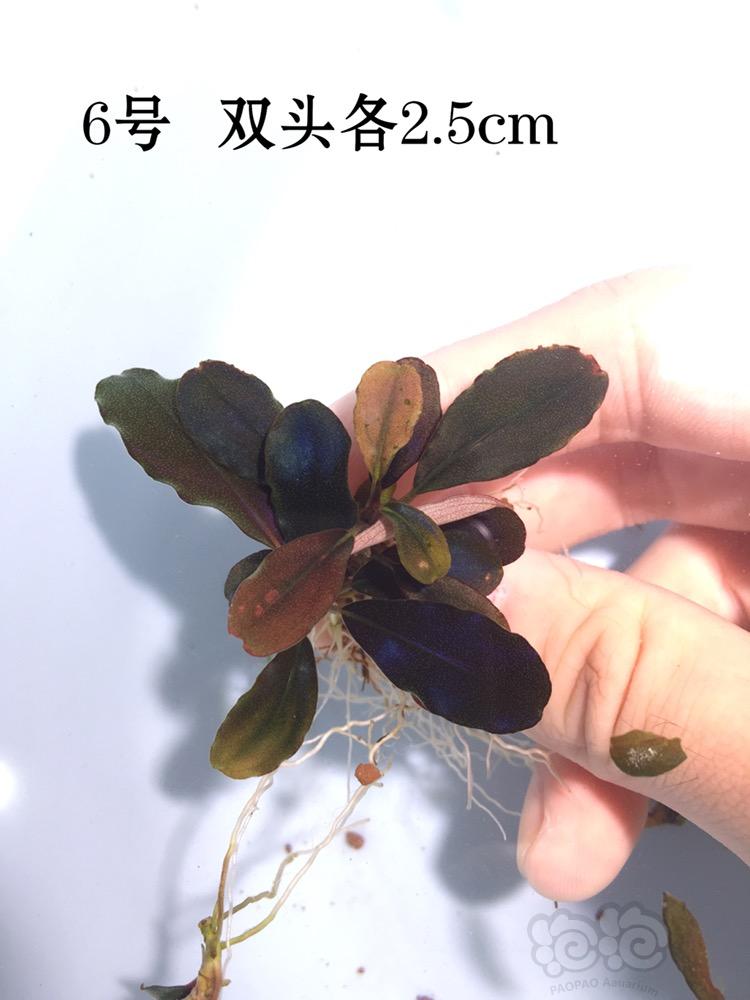 【辣椒榕】【出售】大量出辣椒榕，1-33号-图6