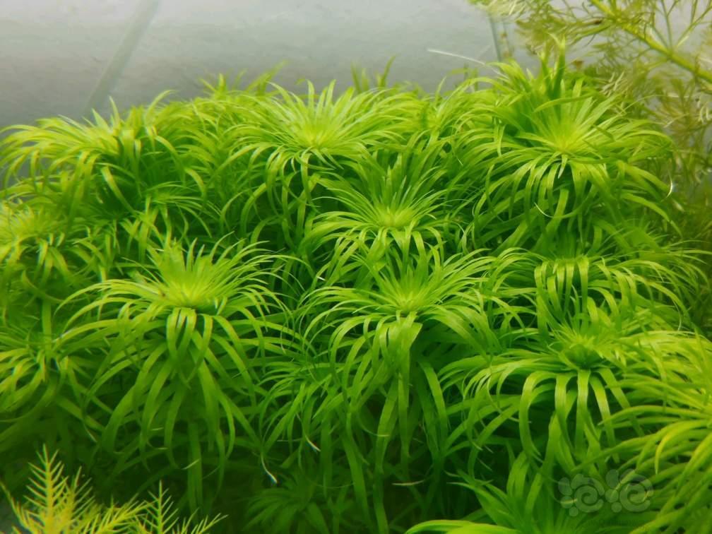 太阳系水草 普太 宽太 古精太阳 丝太