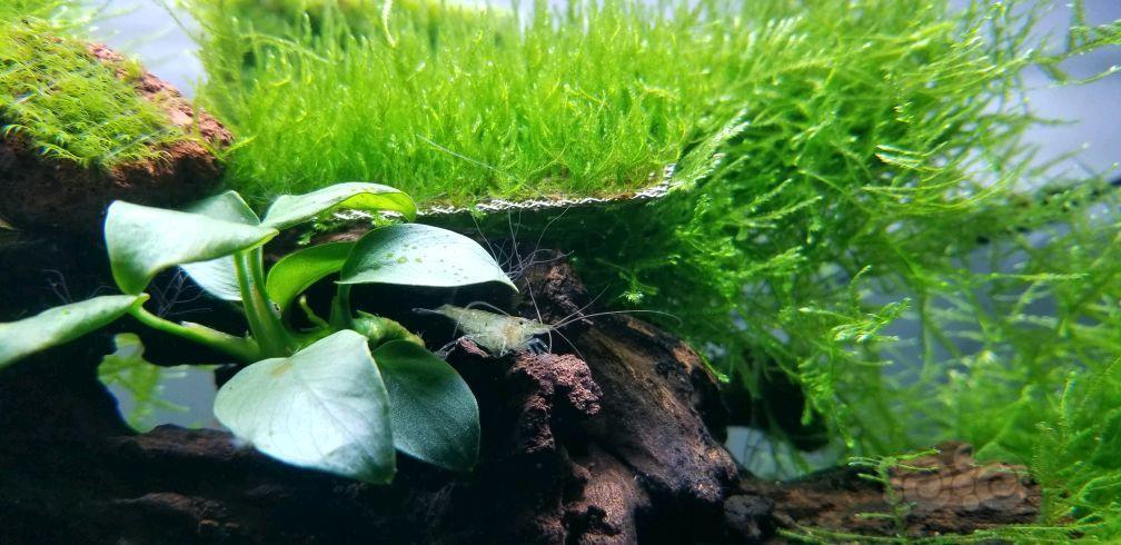 黑毛藻不下药如何处理