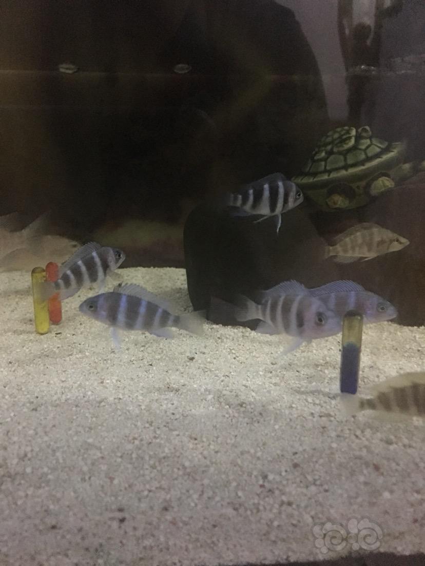 出售上海同城自提出萨伊蓝f1小鱼