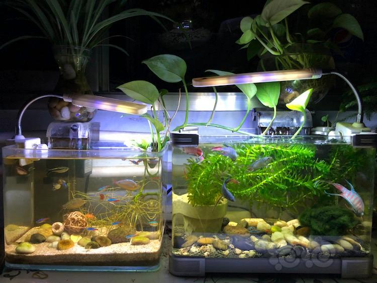 斗鱼养了一年的国斗和一缸小灯科至今没翻过缸