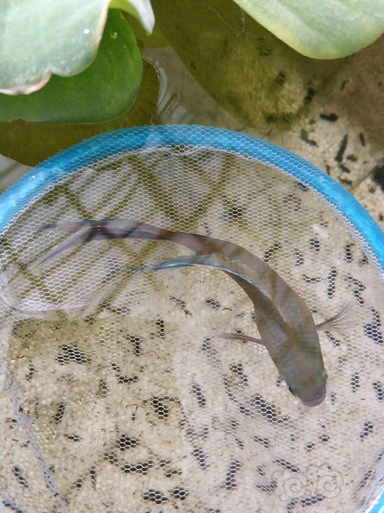 出售斗鱼斗鱼苗