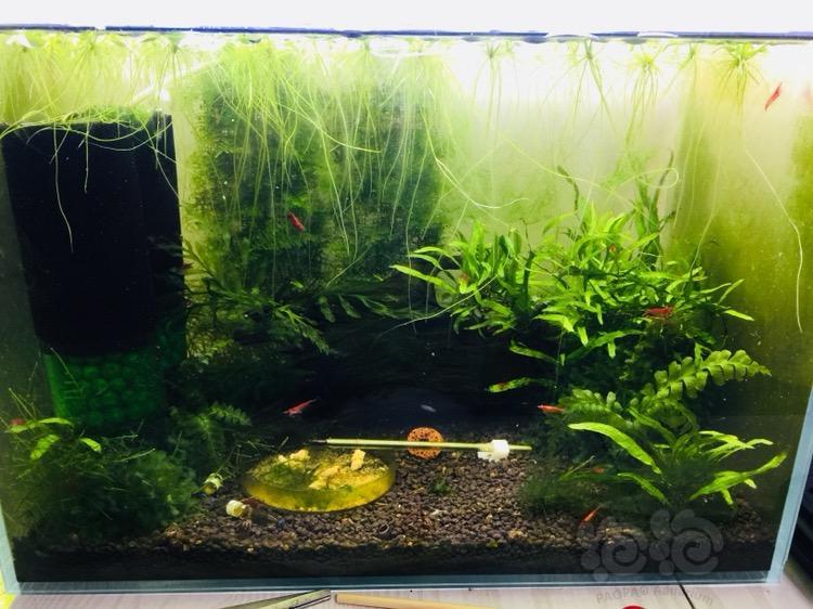 出售40虾缸整体出售