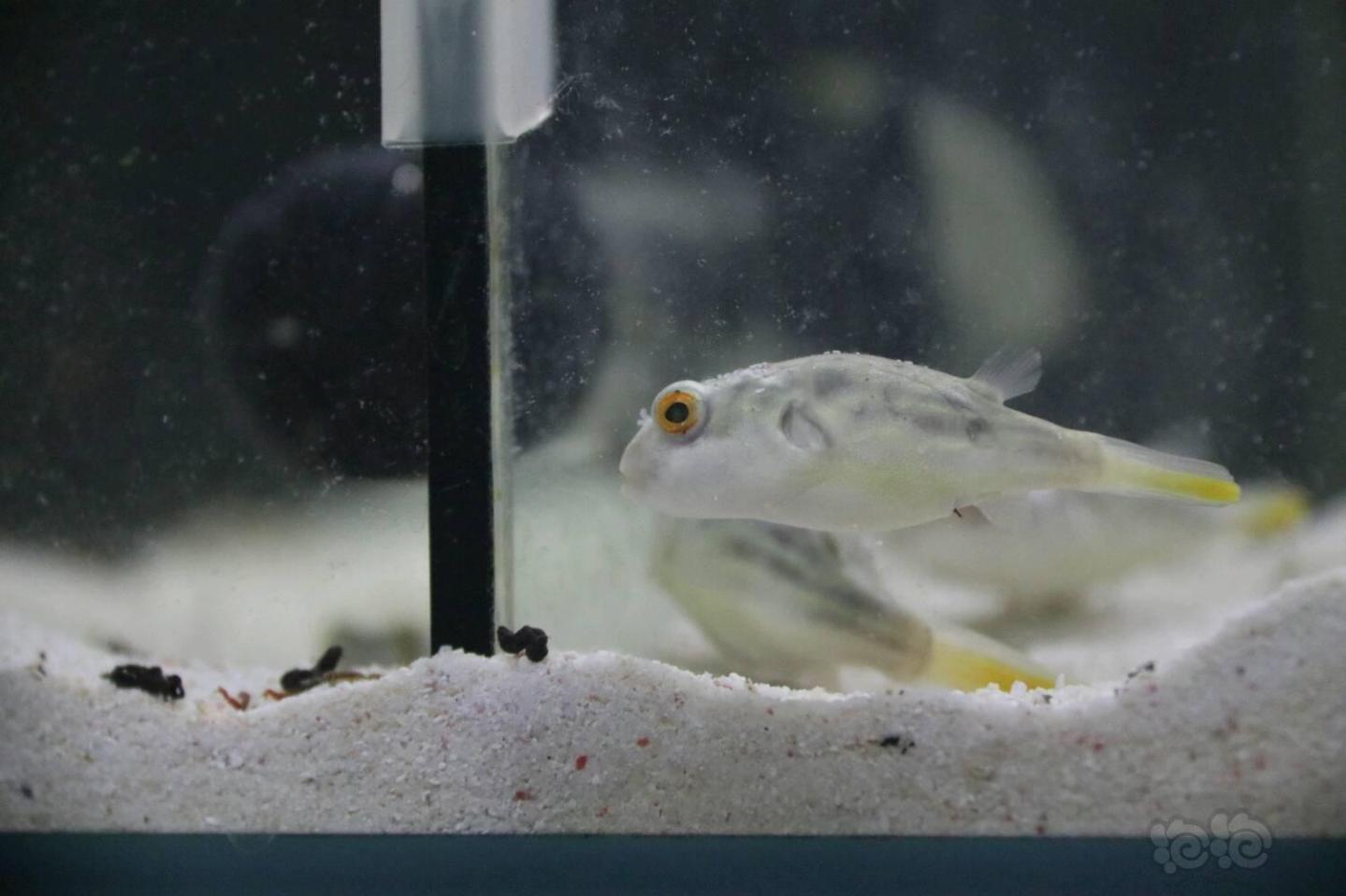 出售斑马狗头迷你鹦鹉成鱼跟鱼苗